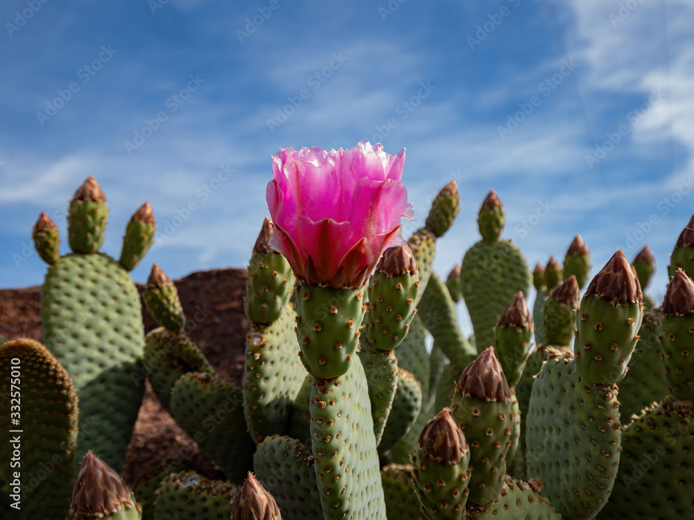 Bevavertail Cactus blossom around Historic Railroad Hiking Trail Bevavertail Cactus blossom around Historic Railroad Hiking Trail