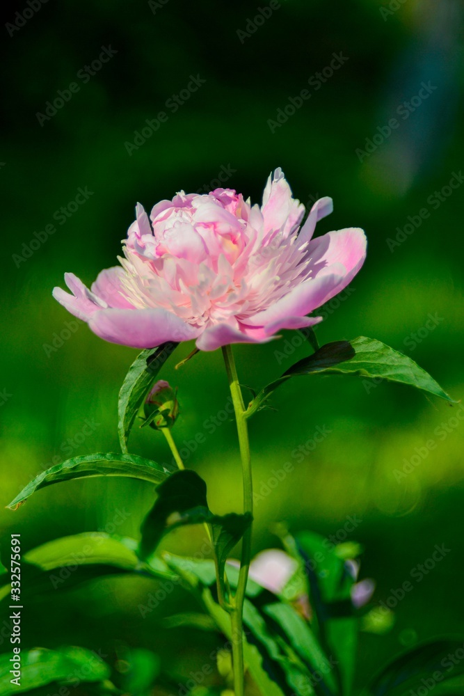 Obraz premium pink peony on a natural green background, summer day