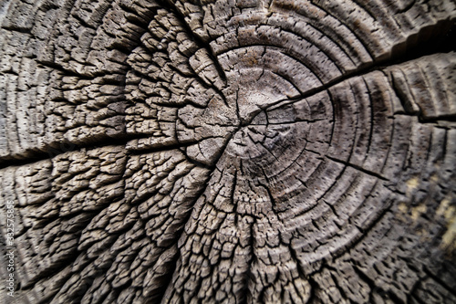 old wood texture of tree stump