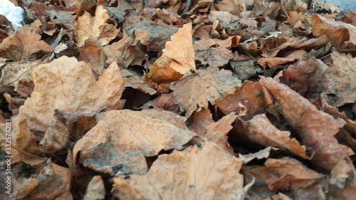 Dried leaves in autumn season 