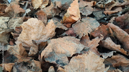 Dried leaves in autumn season 