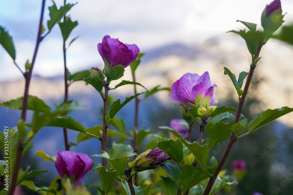 Purple flowers against the background of mighty himalaya Purple flowers against the background of mighty himalaya