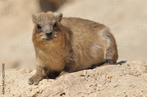 Rock hyrax in the Ein Gedi National Park in Israel. Protected wild animals forage and agile climb trees and rocks.