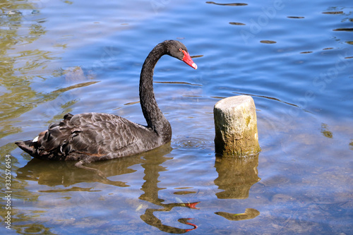 A black beautiful swan swims on the lake on a sunny day. Black swans feed mainly on aquatic plants and small algae  do not disdain also grain.