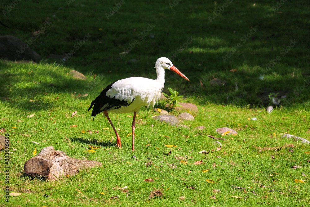 Fototapeta premium A white stork is walking on green grass and looking for food.