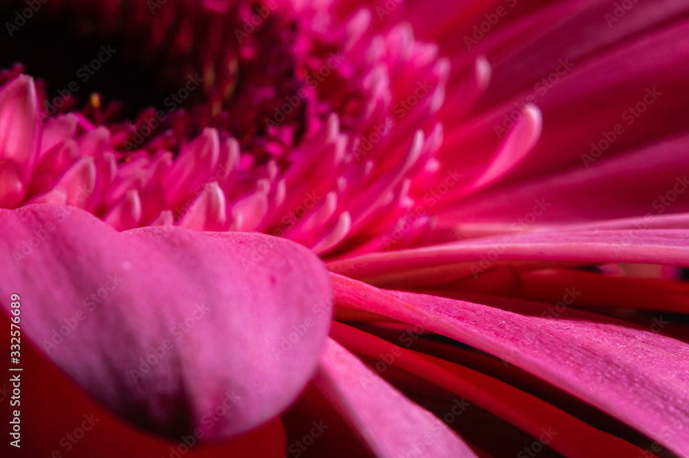 pink gerbera flower in macro photography