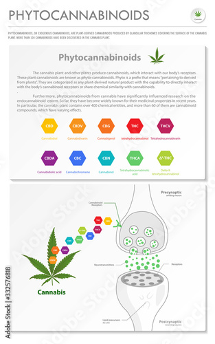 Phytocannabinoids vertical business infographic illustration about cannabis as herbal alternative medicine and chemical therapy, healthcare and medical vector.