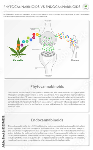 Phytocannabinoids vs Endocannabinoids vertical business infographic illustration about cannabis as herbal alternative medicine and chemical therapy, healthcare and medical vector.