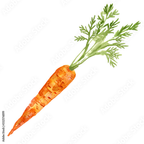Watercolor image of carrot. Hand-drawn illustration on white background. Bright vegetable isolated.