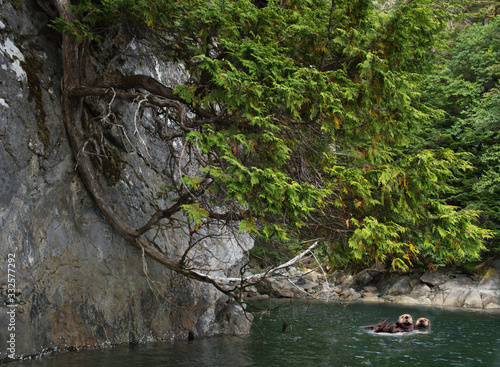 Sea otters in Southeast Alaska photo