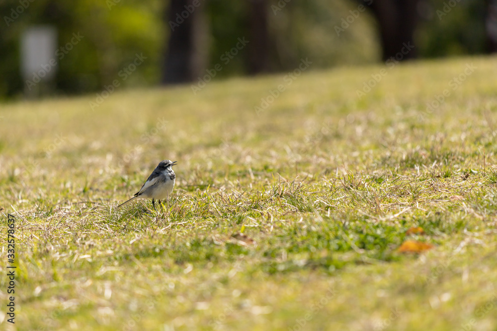 春の公園にいる可愛いハクセキレイの鳥 春の公園にいる可愛いハクセキレイの鳥