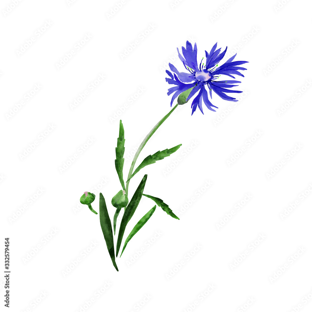 Watercolor illustration of a bouquet of wildflowers, cornflowers on a colored background                            