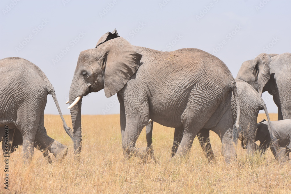 Obraz premium African elephant family walking in Serengeti National Park, Tanzania