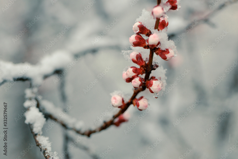 Spring blossom under the snow. Branches with bloomed cherry flowers under late snow. Macro shot with shallow depth of field. Spring blossom under the snow. Branches with bloomed cherry flowers under late snow. Macro shot with shallow depth of field.