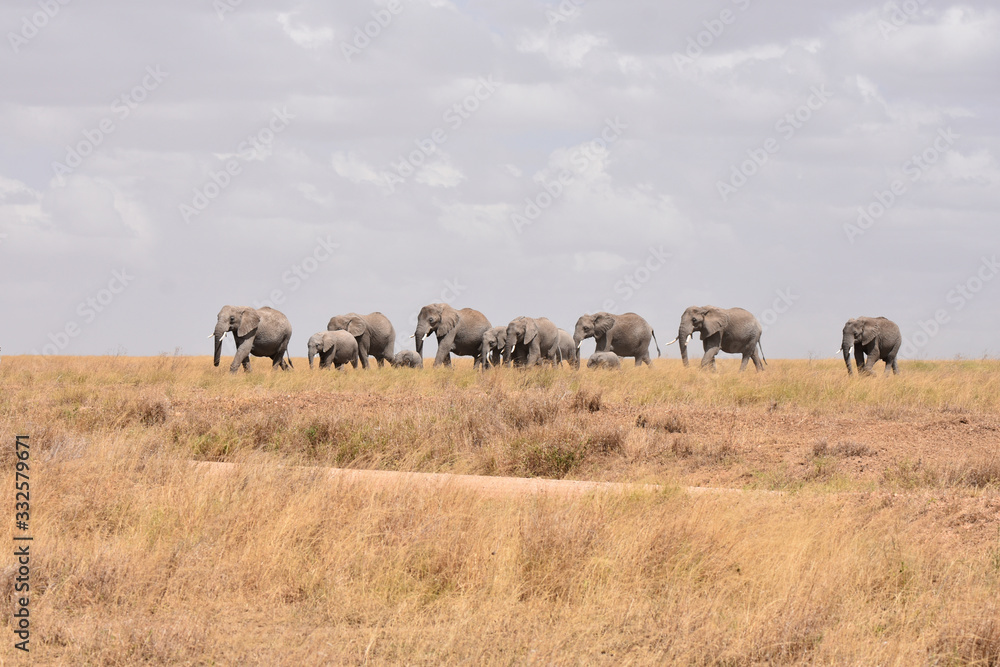 African elephant family walking in Serengeti National Park, Tanzania African elephant family walking in Serengeti National Park, Tanzania
