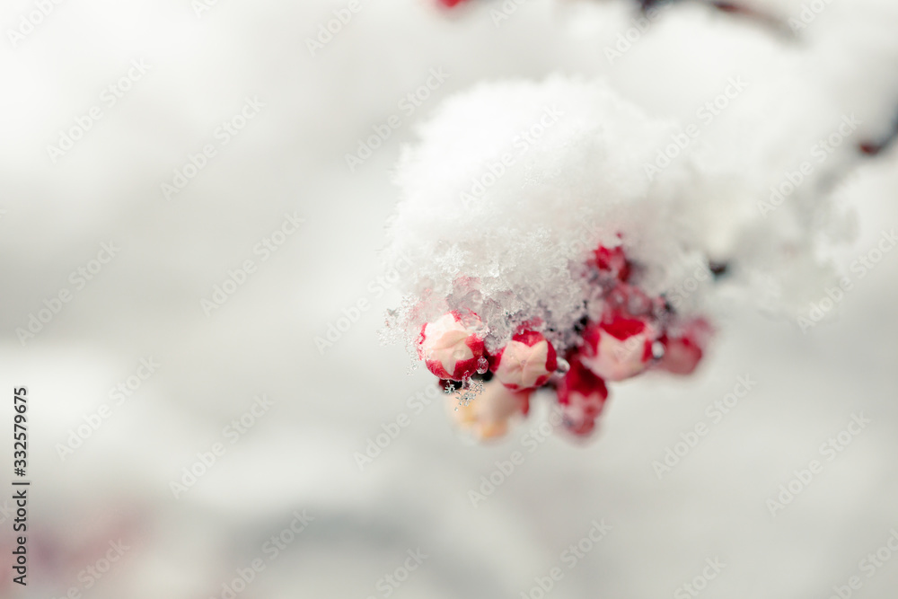Spring blossom under the snow. Branches with bloomed cherry flowers under late snow. Macro shot with shallow depth of field. Spring blossom under the snow. Branches with bloomed cherry flowers under late snow. Macro shot with shallow depth of field.