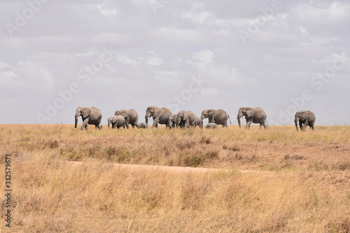 African elephant family walking in Serengeti National Park  Tanzania
