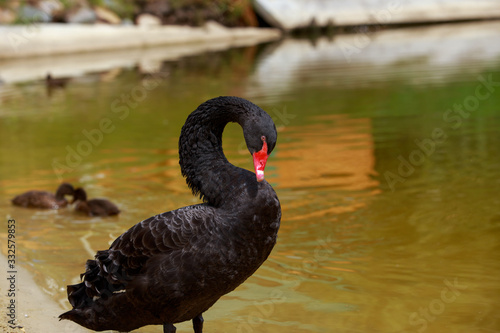 One black swan