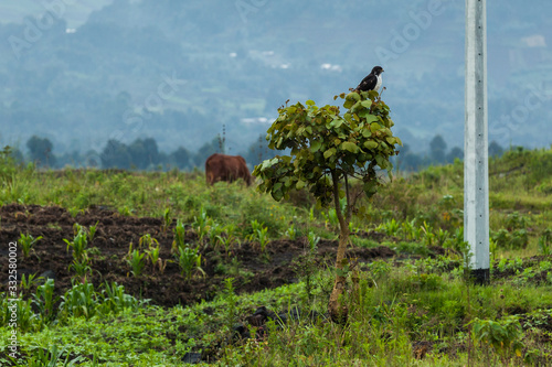 A bird on the tree on the way to Gorilla Virunga park in DR Congo photo