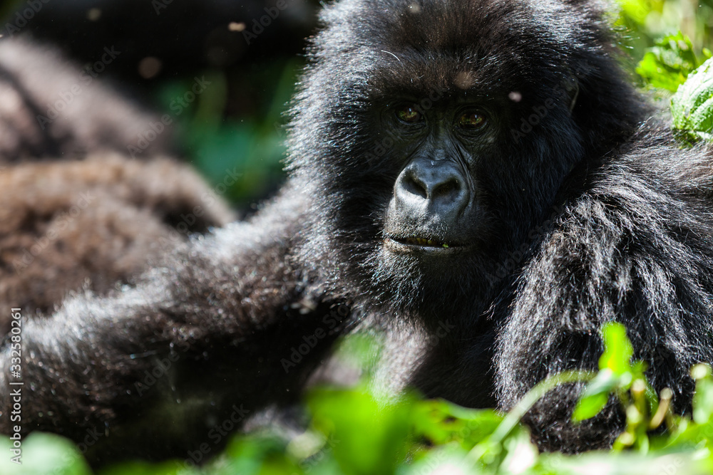 Mountain gorilla in Virunga National Park Mountain gorilla in Virunga National Park