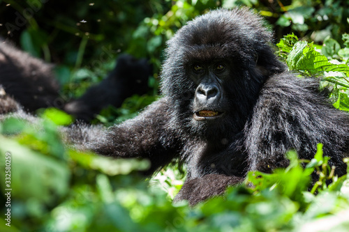 Portrait of mountain gorilla in the bush © Denys