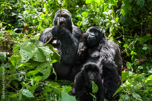 A family of endangered mountain gorillas in the rainforest of Virunga park