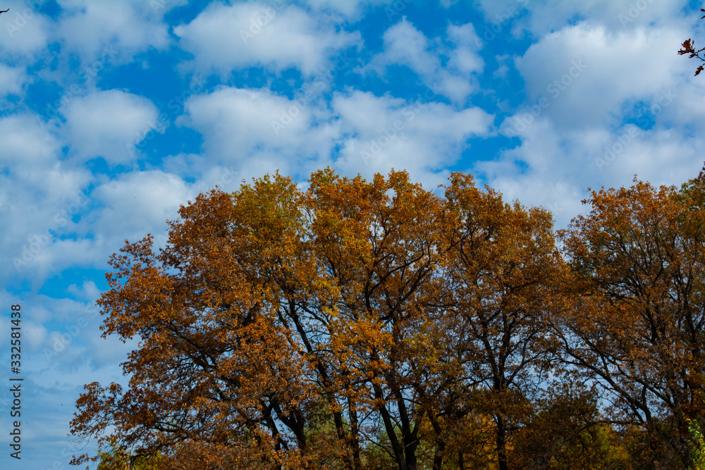 tree in autumn tree in autumn