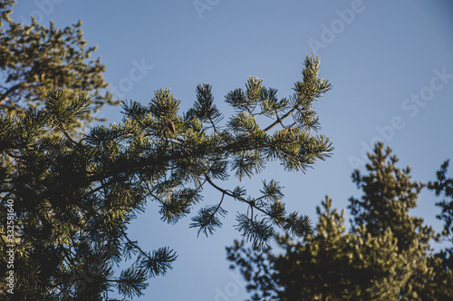 pine tree branches in sunny morning