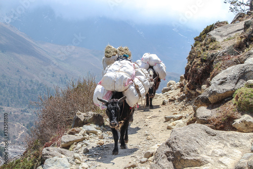Group of domestic yaks with cargo on the back walks on footpath on the way to Everest base camp in Nepal. Theme of transport and delivery in Himalayas.