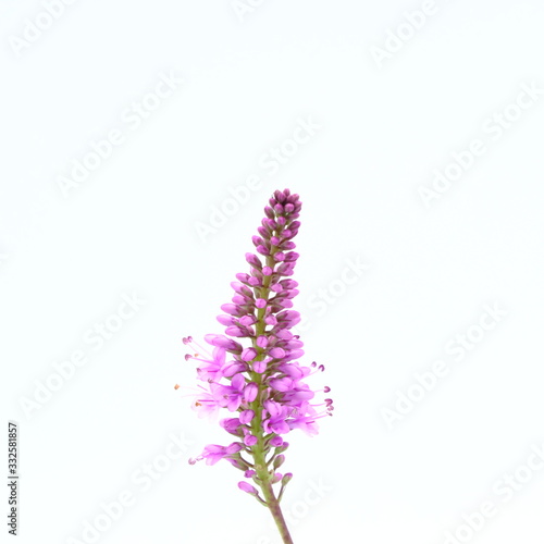 Purple flower bloom close up on white background