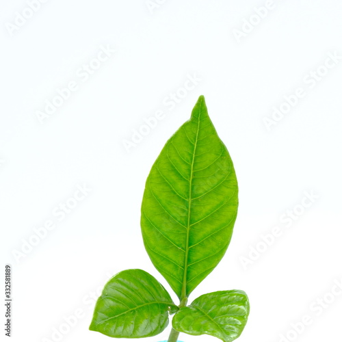 Green seedling on white background