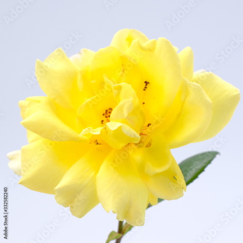 Yellow rose isolated on white background. Deep focus.