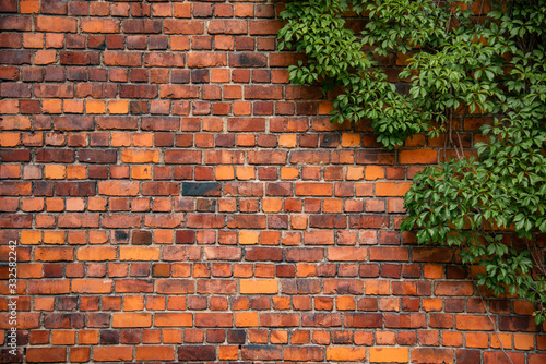 Climbing plant, green ivy or vine plant growing on antique brick wall of abandoned house. Retro style background
