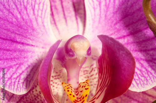 Macro photo of the core of an orchid flower. Inside an orchid flower, closeup. Selective focus.