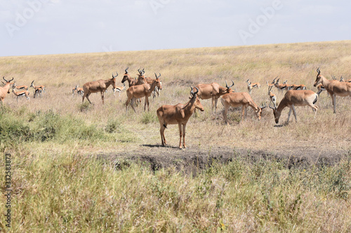 Impalas in Serengeti National Park, Tanzania © Takashi