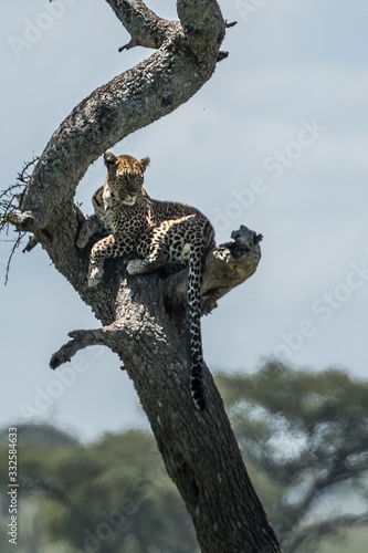 A leopard of African Panthera pardus on a tree looks for the prey of African Tanzania. photo