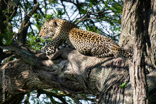 A leopard of African Panthera pardus on a tree looks for the prey of African Tanzania.