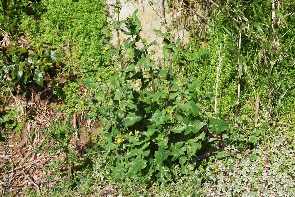 Obraz premium Common sow thistle (Sonchus oleraceus)