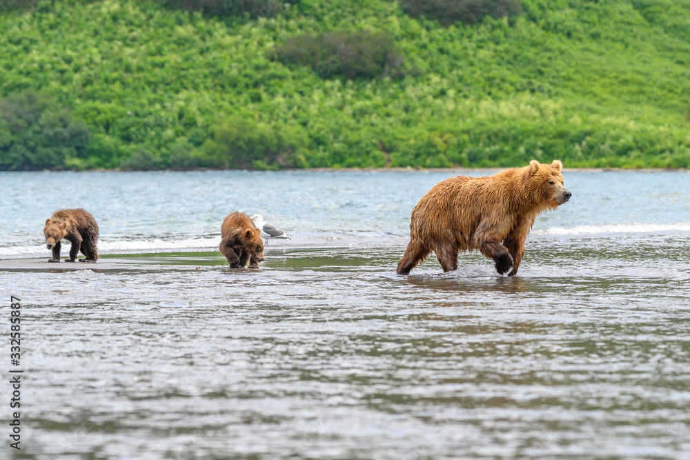 Fototapeta premium Ruling the landscape, brown bears of Kamchatka (Ursus arctos beringianus)