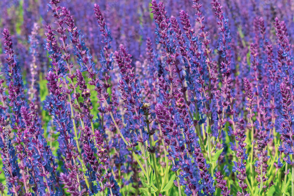 Fototapeta premium Purple sage in summer
