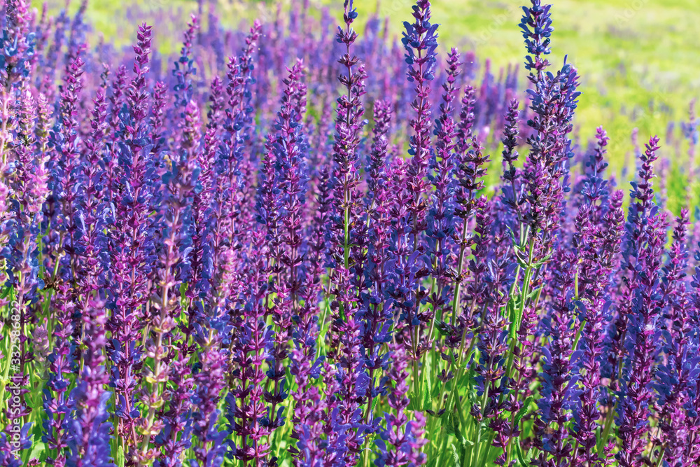 Naklejka premium Purple sage in summer