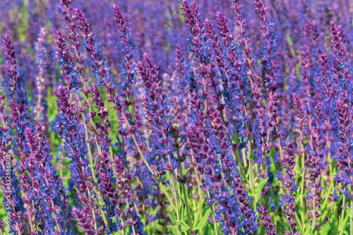 Purple sage in summer