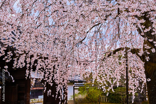 Wallpaper Mural 桜１２ Torontodigital.ca