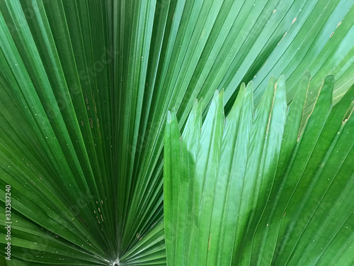 close-up shot of ruined leaves of green palm tree in full frame  using for background