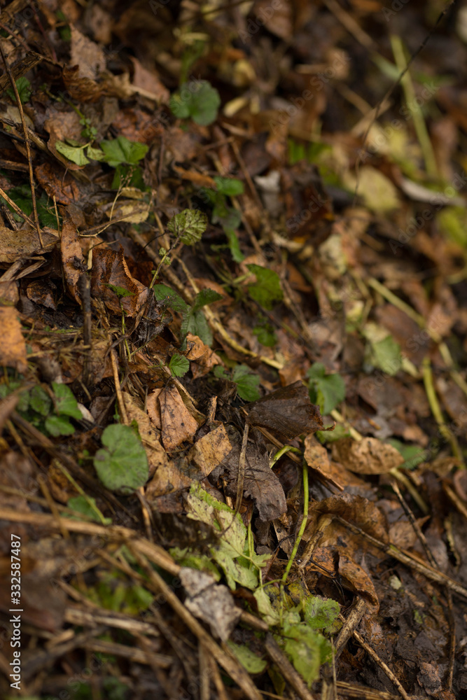colorful autumn grass, leaves and branches colorful autumn grass, leaves and branches