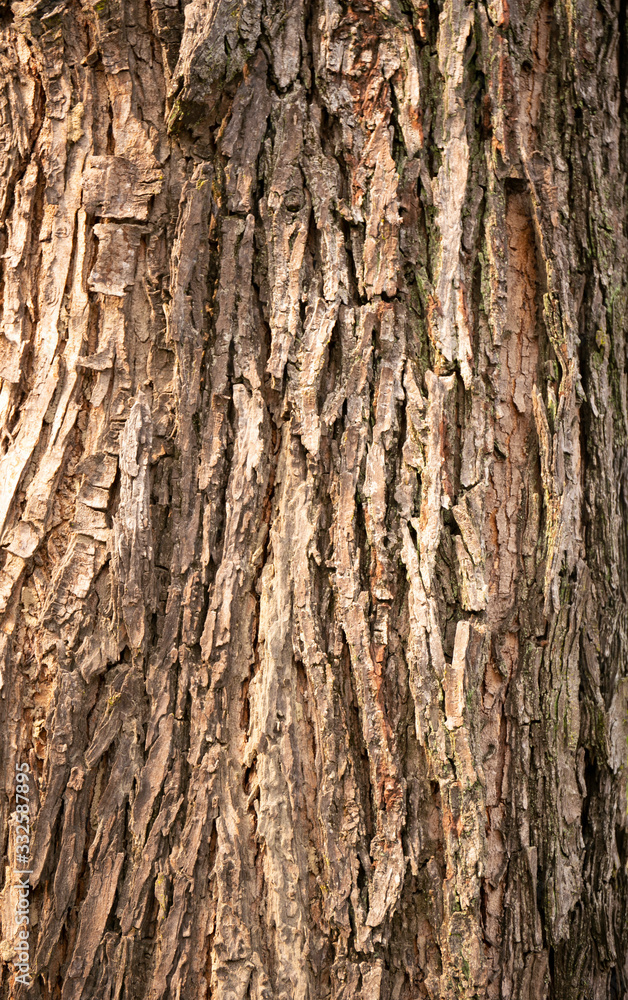 embossed texture of the tree bark with green moss and lichen on it. embossed texture of the tree bark with green moss and lichen on it.