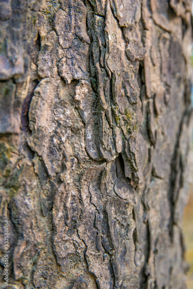 embossed texture of the tree bark with green moss and lichen on it. embossed texture of the tree bark with green moss and lichen on it.