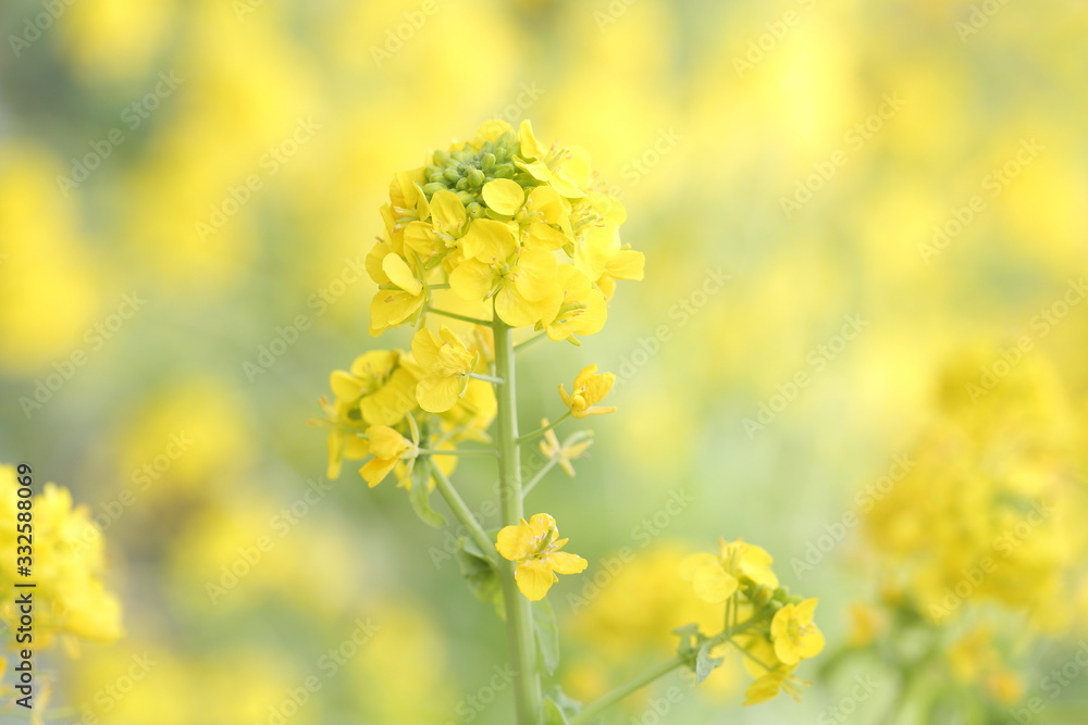 菜の花