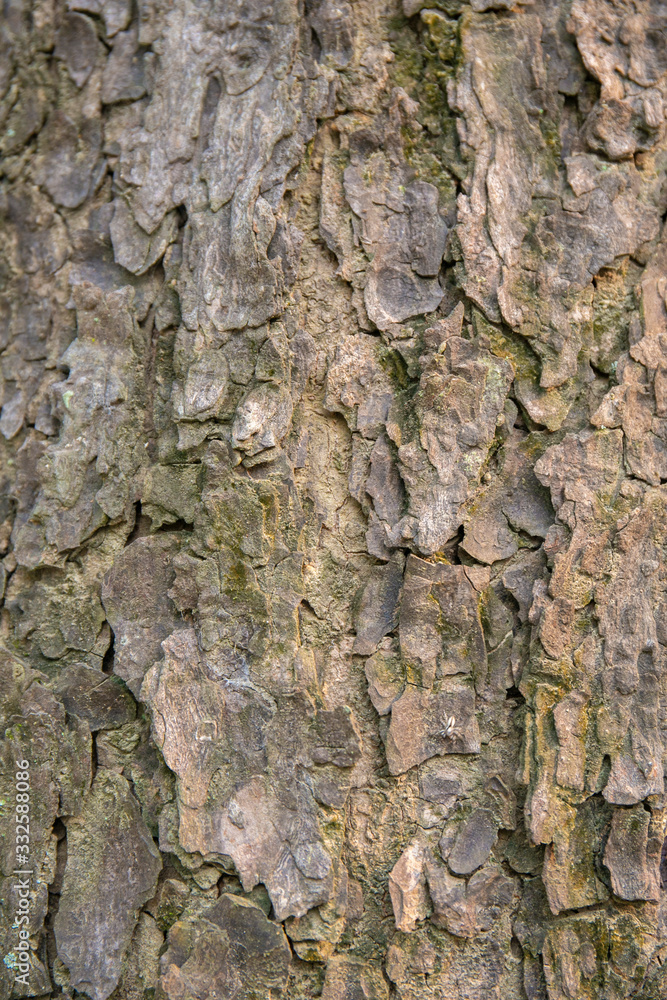embossed texture of the tree bark with green moss and lichen on it. embossed texture of the tree bark with green moss and lichen on it.