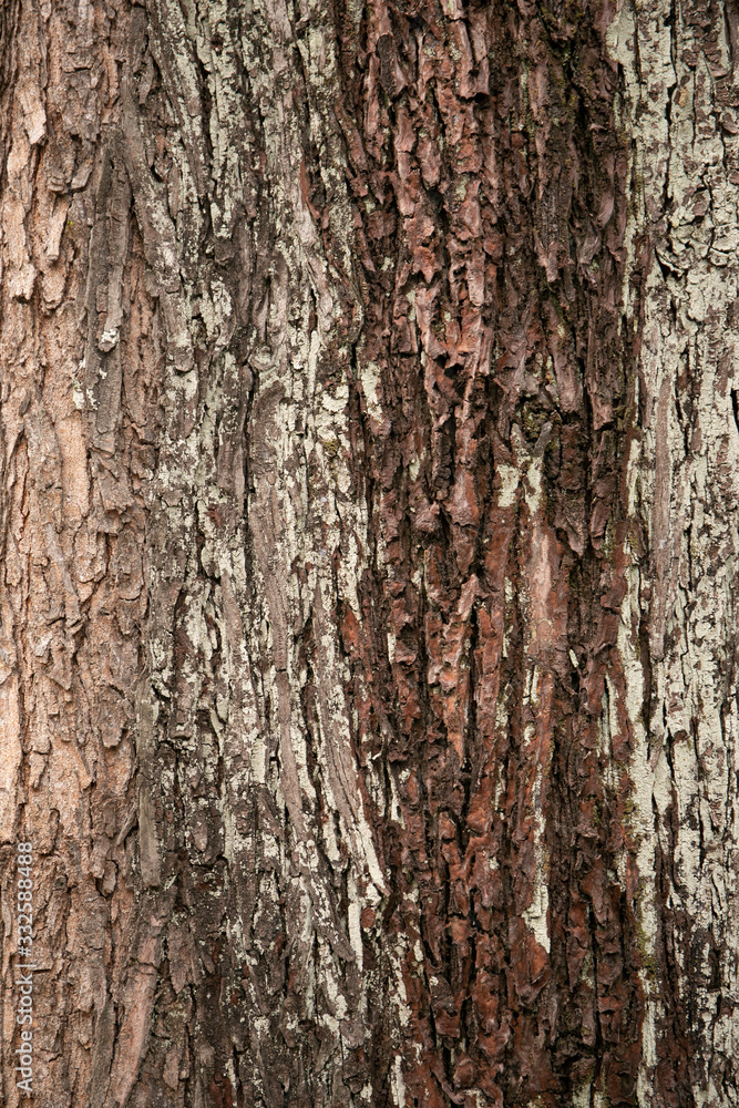 embossed texture of the tree bark with green moss and lichen on it. embossed texture of the tree bark with green moss and lichen on it.